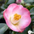 Camellia 'Sunny Side' : H 40/50 cm, ctr 3 Litres